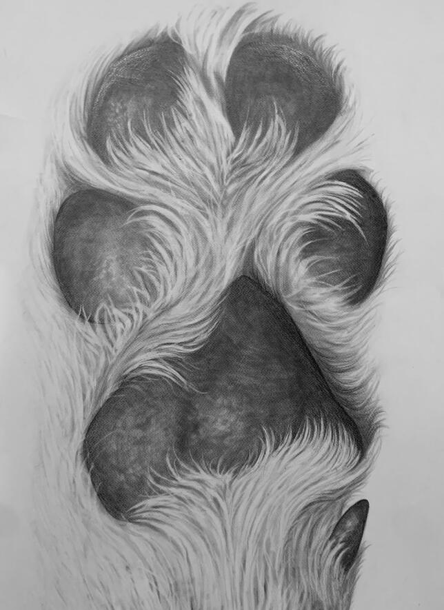 Kody (2), graphite on paper, 19x24, 2024